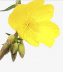 Evening Primrose,Evening Primrose seed